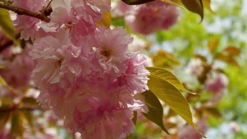 Flower of the fascination: Stockbeeldmateriaal 80149967