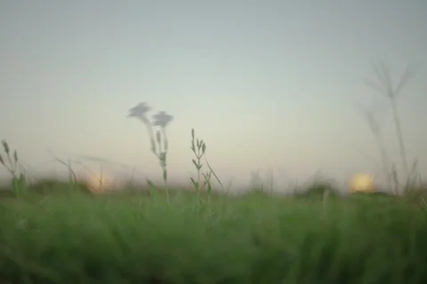 Flower FF Stock Footage 278443678