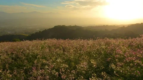 Flower Field 2 High Angle Video stock 151857444