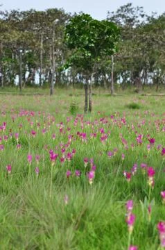 Flower field and tree Stock Photos