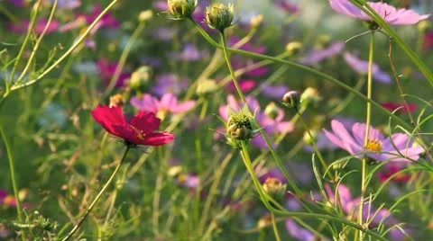 Flower field in Autumn. Stock Footage 8922294