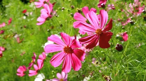 Flower field in autumn. Stock-Footage 11898246
