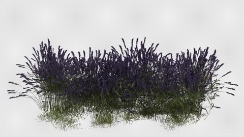 Flower Field blowing in the wind Loop Animation. Alpha Channel. Loop Animation Stock Footage 309846607