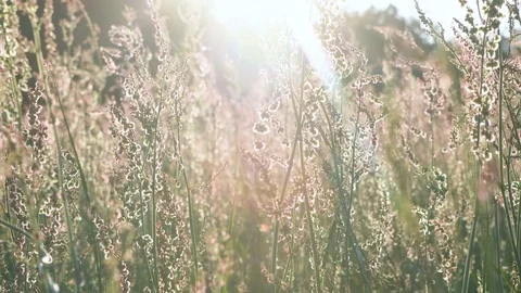 Flower field blowing in the wind at Sunset Video stock 78970111