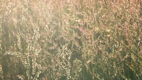 Flower field blowing in the wind at Sunset Video stock 79090399