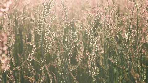 Flower field blowing in the wind at Sunset Video stock 79092610