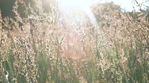 Flower field blowing in the wind at Sunset Stock Footage 79095434