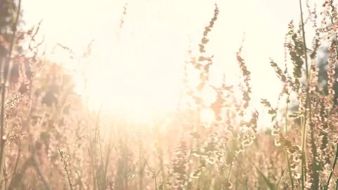 Flower field blowing in the wind at Sunset Video stock 79095849