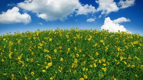 Flower Field with clouds, endless loop with alpha mask Stock Footage 89916073