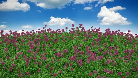 Flower Field with clouds, endless loop with alpha mask Stock Footage 90764984