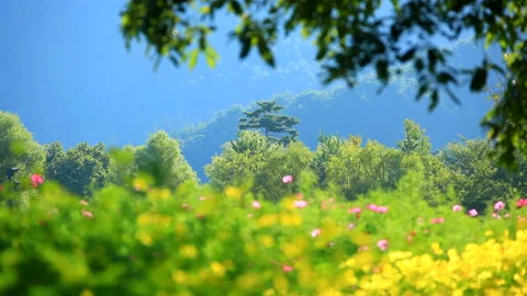 Flower Field of Cosmos Vídeo Stock 330379247