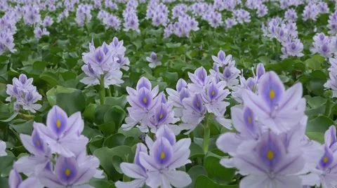 Flower field in the countryside Video stock 58954804