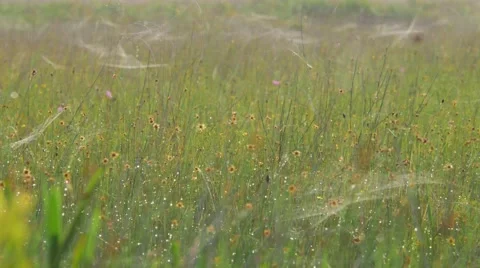 Flower Field Covered in Spiderwebs, 4K Stock Footage 65447216