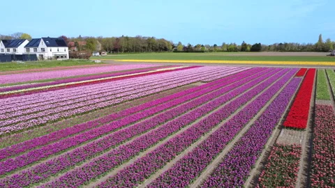 Flower field drone - Dronie 2 Stock Footage 333113760