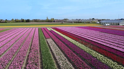 Flower field drone - Dronie Stock Footage 333113758