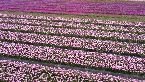 Flower field drone - Helix Stock Footage 333113781