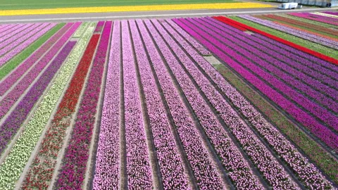 Flower field drone - Rocket Stock Footage 333113782