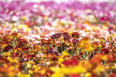 Flower field during spring Stock Photos