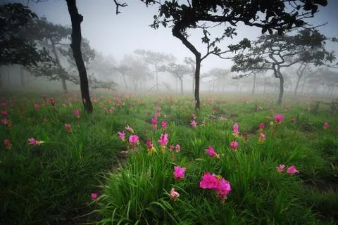 Flower field in fog Stock Photos