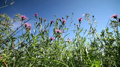 Flower field Stock Footage