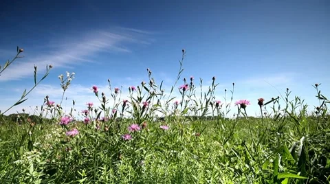 Flower field Stock Footage 8633015