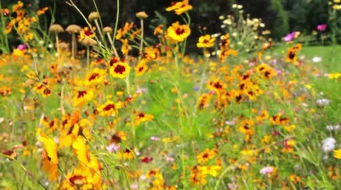 Flower field Stock Footage