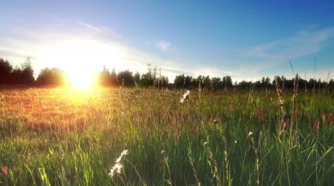 Flower in the field Stock Footage 63445881