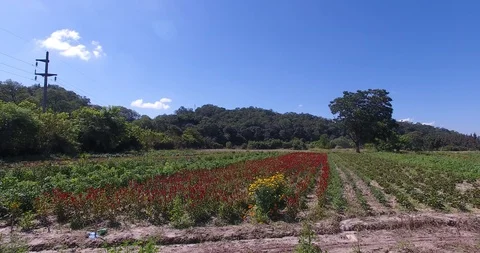 Flower field Video stock 92031676