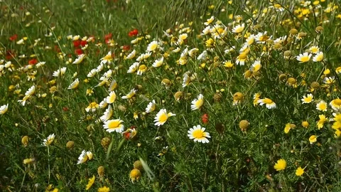 Flower field. Stock Footage 109173356
