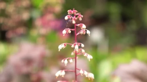 Flower In A Field Stock Footage 114665525