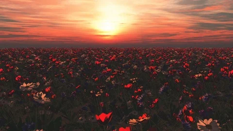 Flower field 스톡 동영상 127143889