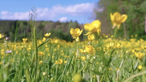 Flower Field Video stock 128784457
