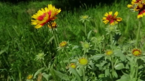 Flower in the field Stock Footage 132361793