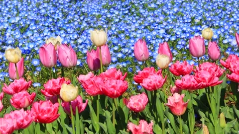 Flower field Stock Footage 140555994