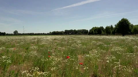 Flower field Video stock 142200009