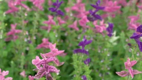 Flower Field Stock Footage 142209746