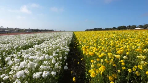 A flower in a field Stock Footage 155586270