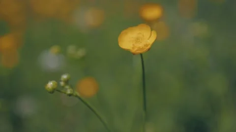 Flower on the field Stock Footage 194498495
