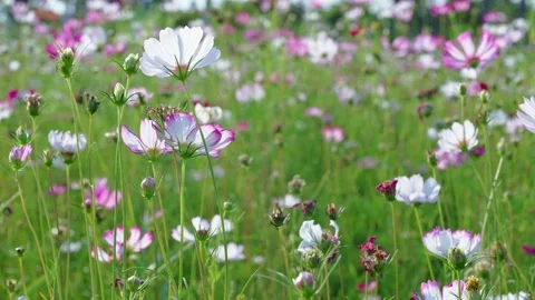 Flower Field Video stock 232403882