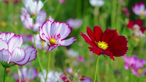 Flower Field Video stock 232403954