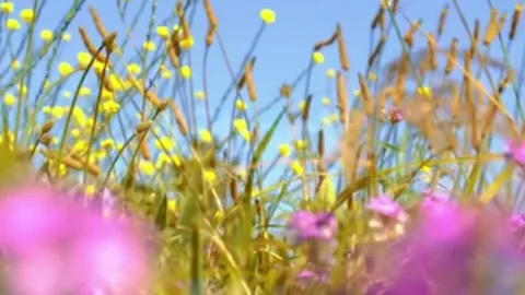 Flower Field Stock Footage 240092098