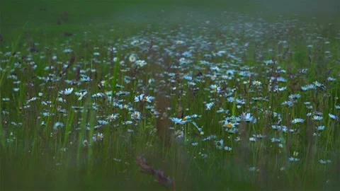 FLOWER FIELD Stock Footage 306621633