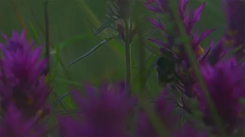 FLOWER FIELD Stock Footage 306621745