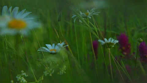 FLOWER FIELD Stock Footage 306621747
