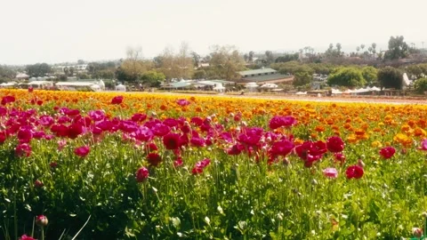 Flower Field Stock Footage 310475543