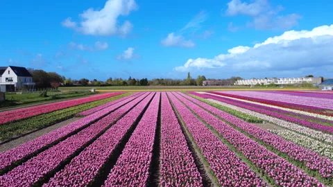 Flower field in full bloom drone 4K - slide Stock Footage 333113858