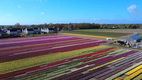 Flower field in full bloom drone 4K - down Stock Footage 333113928