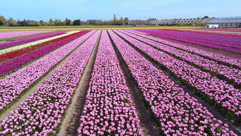 Flower field in full bloom drone 4K - drone in Stock Footage 333113992