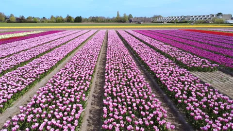 Flower field in full bloom drone 4K -drone out slow Stock Footage 333114059