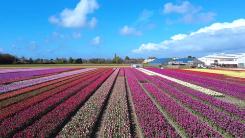 Flower field in full bloom drone 4K - slide Stock Footage 333114096